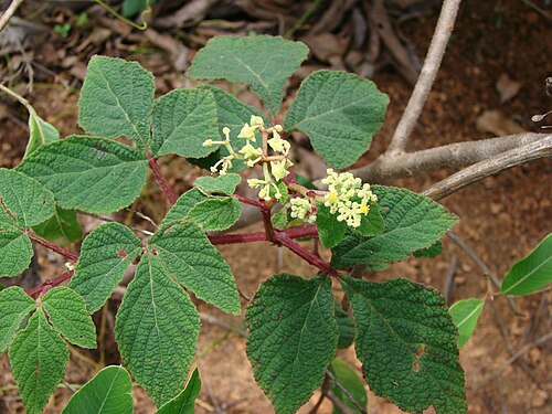 Cissus duarteana: Flowers of Cissus duarteana