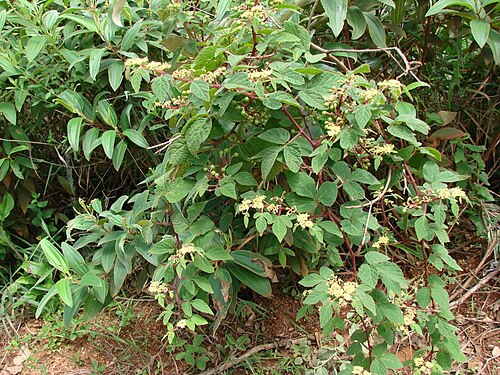 Cissus duarteana: Cissus duarteana , Parque Nacional de Brasília – Brazil