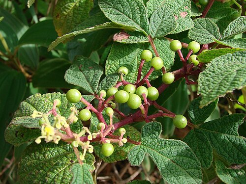 Cissus duarteana: Fruits of Cissus duarteana