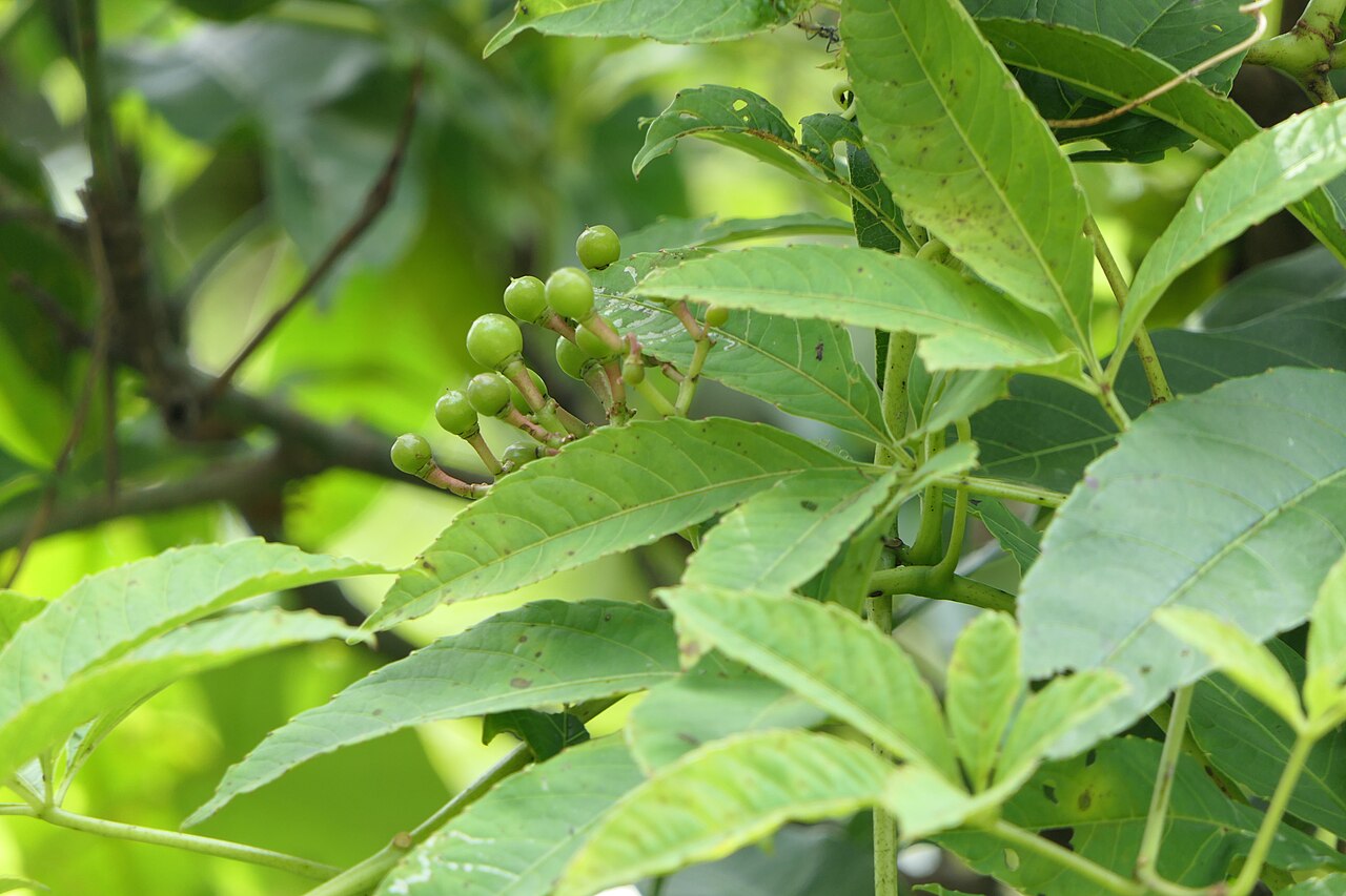 Cissus elongata: Cissus elongata Roxb.