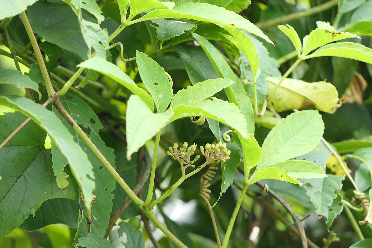 Cissus elongata: Cissus elongata Roxb.