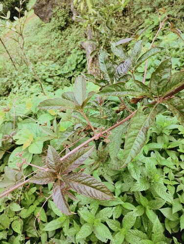 Cissus elongata (Cissus elongata)