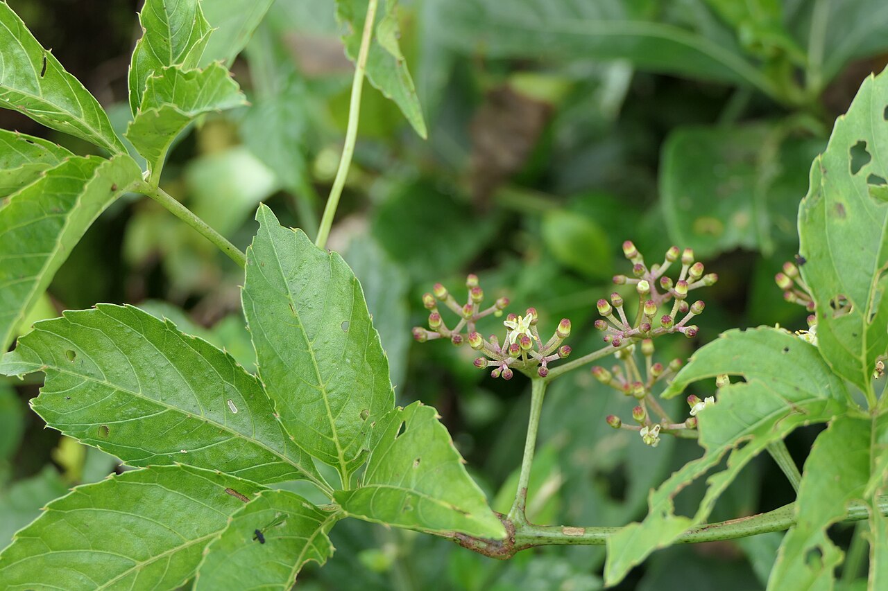 Cissus elongata: Cissus elongata Roxb.
