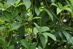 Cissus elongata (Cissus elongata)