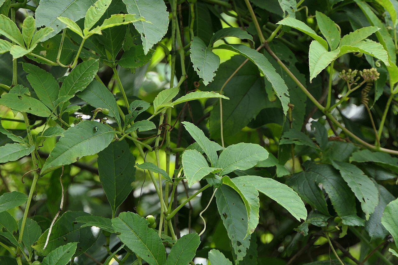 Cissus elongata: Cissus elongata Roxb.