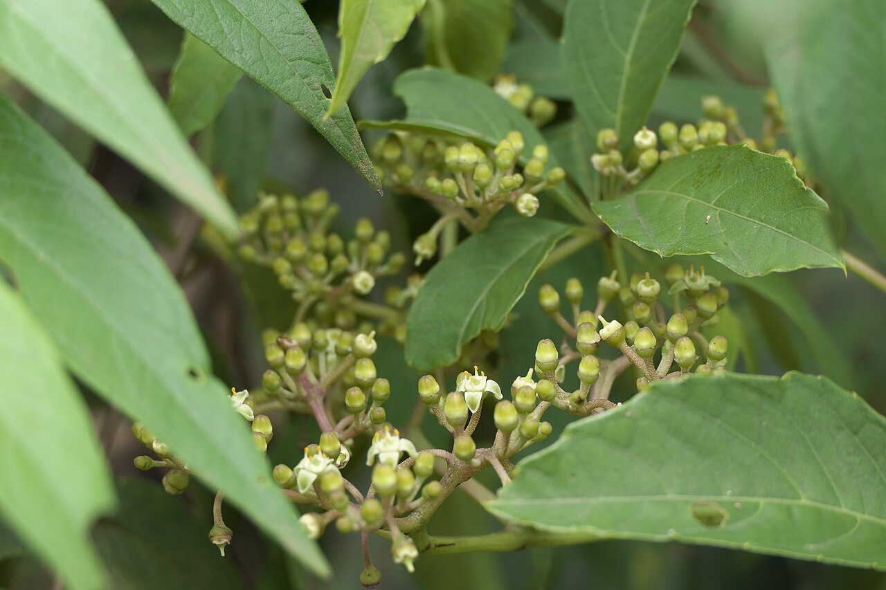 Cissus elongata: Cissus elongata Roxb.