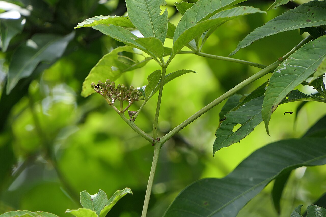 Cissus elongata: Cissus elongata Roxb.
