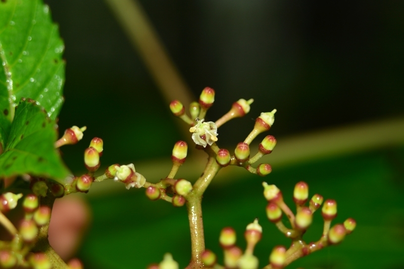 Cissus elongata (Cissus elongata)