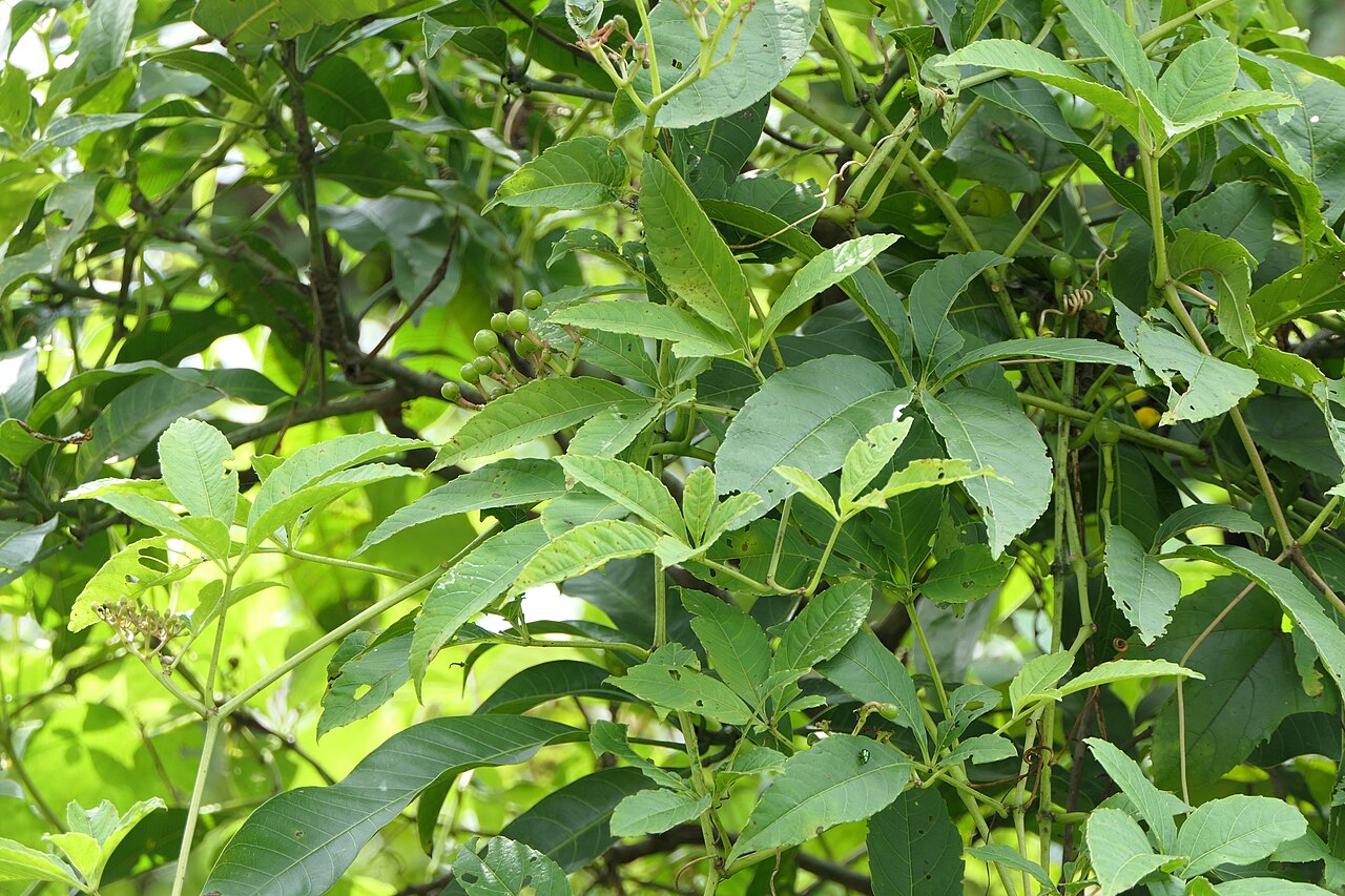 Cissus elongata: Cissus elongata Roxb.