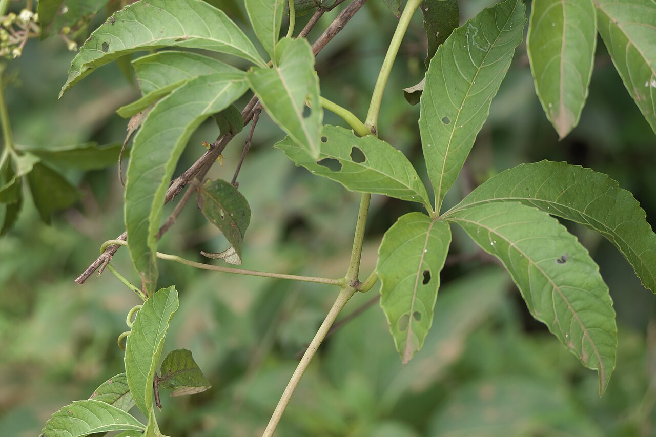 Cissus elongata: Cissus elongata Roxb.