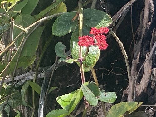 Caro de tres hojas (Cissus erosa)