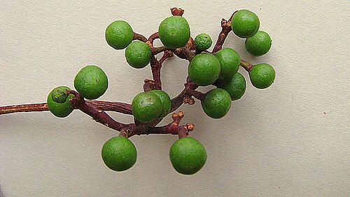 Caro de tres hojas: Fruits of Cissus erosa