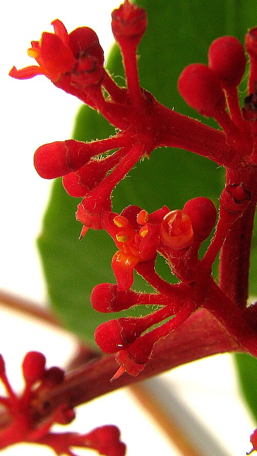 Caro de tres hojas: Cissus erosa Rich. subsp. erosa