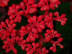 Caro de tres hojas (Cissus erosa)