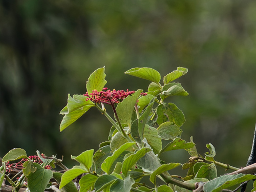 Caro de tres hojas (Cissus erosa)