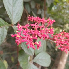 Caro de tres hojas (Cissus erosa)