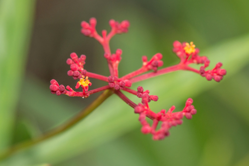 Caro de tres hojas (Cissus erosa)