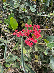 Caro de tres hojas (Cissus erosa)