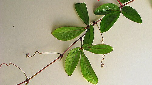 Caro de tres hojas: Leaves of Cissus erosa