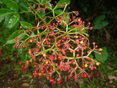Caro de tres hojas (Cissus erosa)
