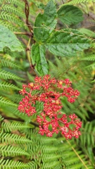 Caro de tres hojas (Cissus erosa)