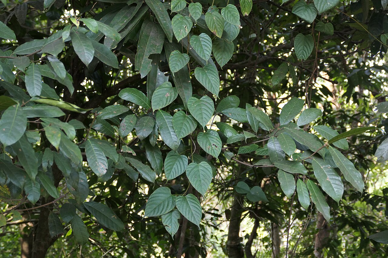Cissus glyptocarpa: Cissus glyptocarpa Thwaites at AG