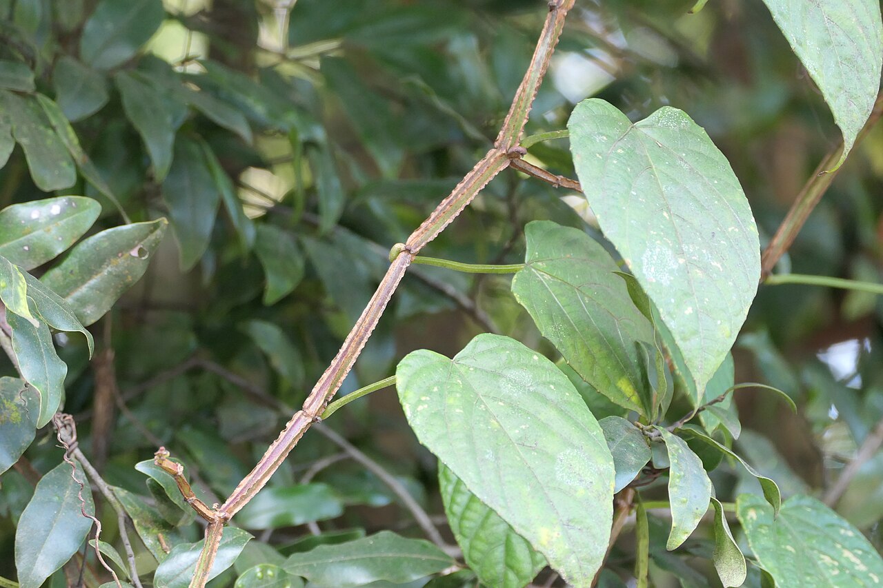 Cissus glyptocarpa: Cissus glyptocarpa Thwaites at AG