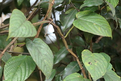 Cissus glyptocarpa (Cissus glyptocarpa)