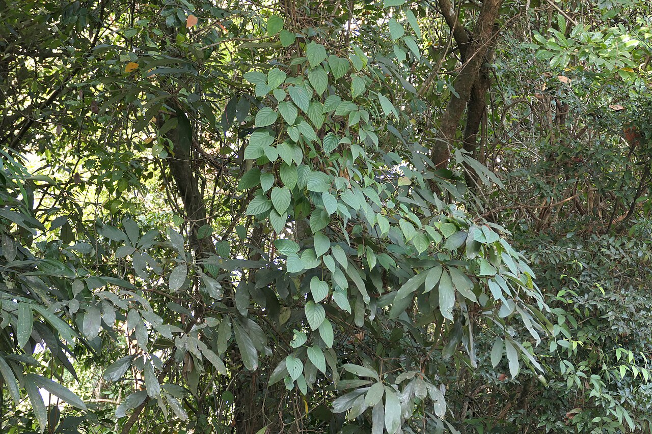 Cissus glyptocarpa: Cissus glyptocarpa Thwaites at AG