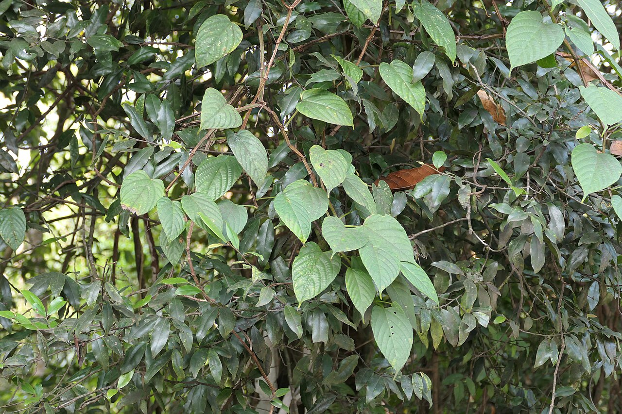 Cissus glyptocarpa: Cissus glyptocarpa Thwaites at AG