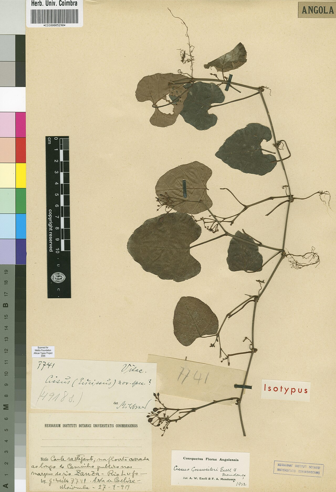 Cissus gossweileri: Photograph of Isotype of Cissus gossweileri at Herbarium of the University of Coimbra, Portugal (COI). Specimen COI00005290. http://coicatalogue.uc.pt/specimen/