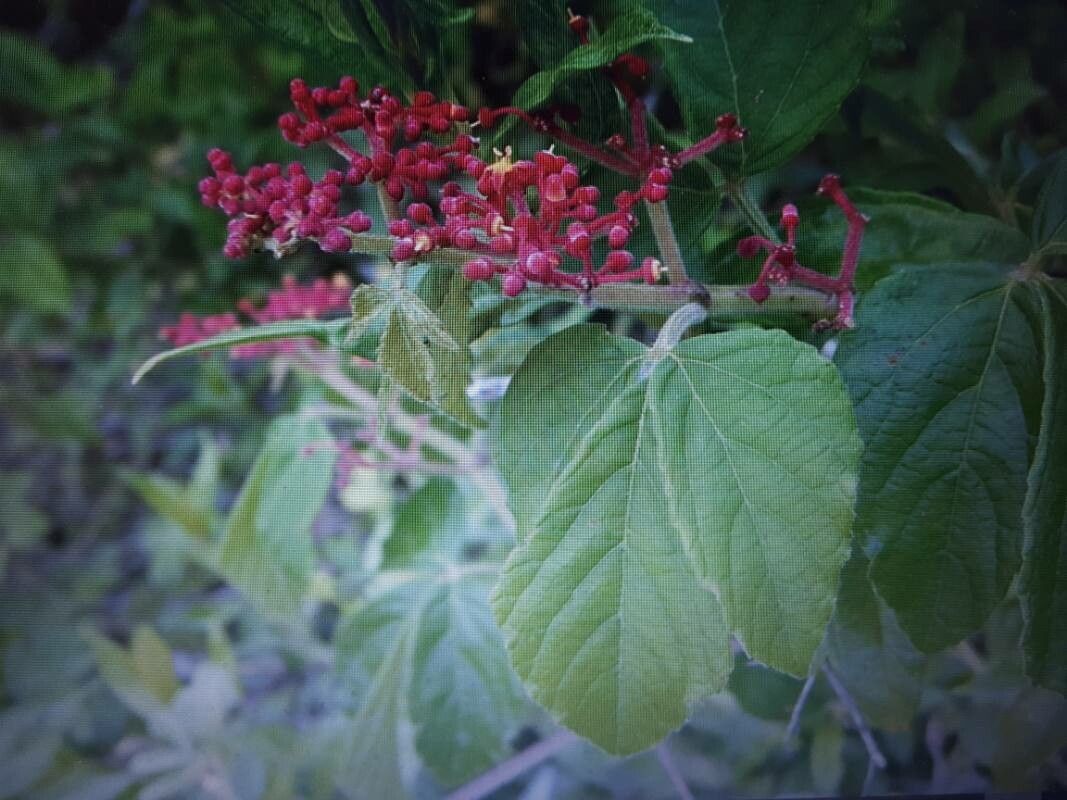 Cissus microcarpa (Cissus microcarpa)