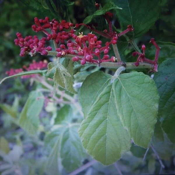 Cissus microcarpa (Cissus microcarpa)