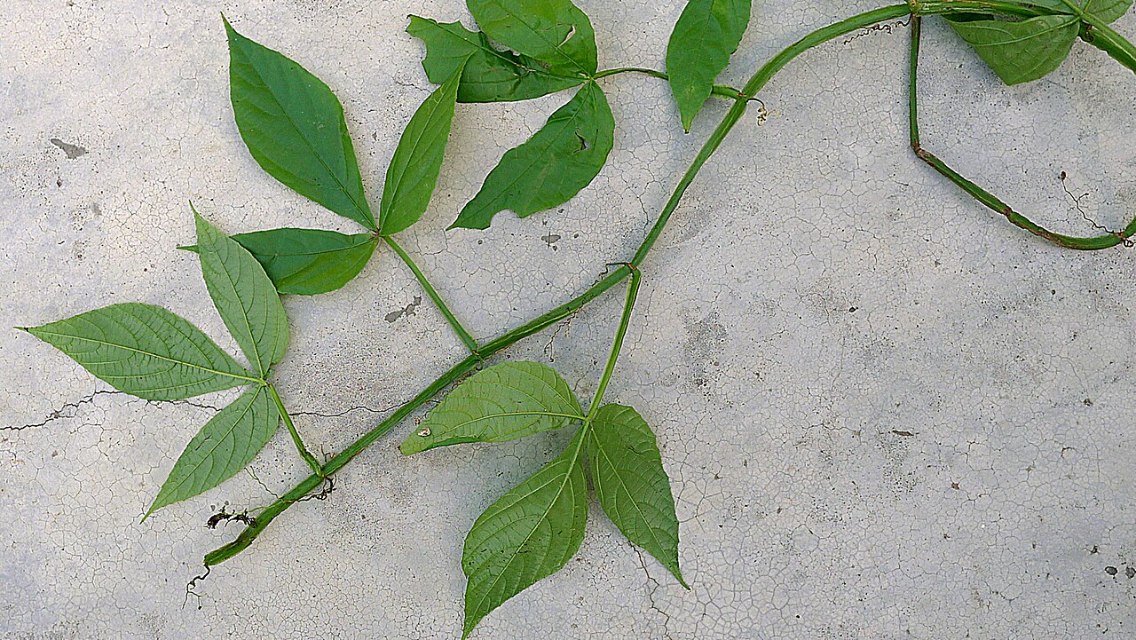 Cissus nobilis: Cissus nobilis Kuhlm.