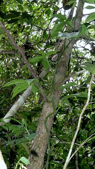 Cissus nobilis: Cissus nobilis Kuhlm.