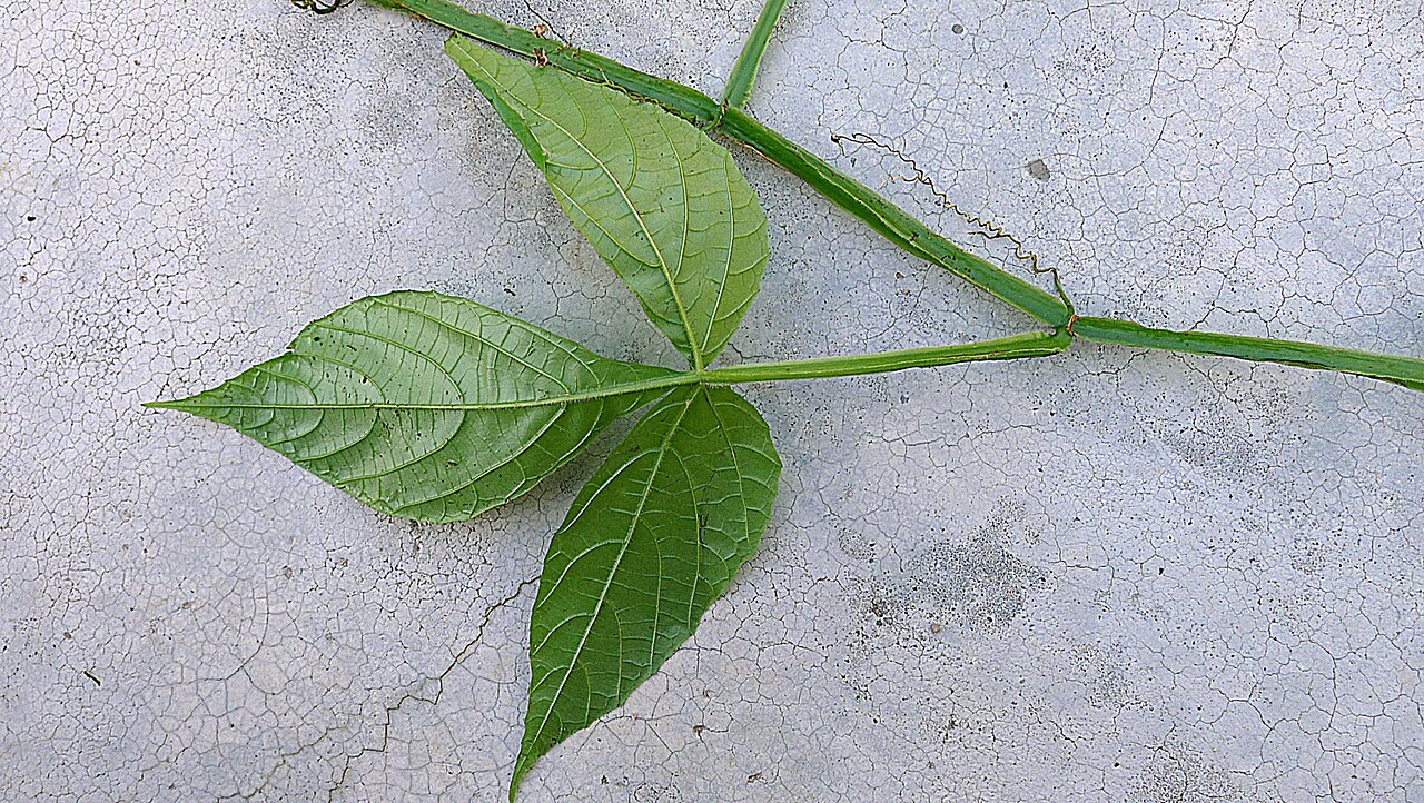 Cissus nobilis: Cissus nobilis Kuhlm.