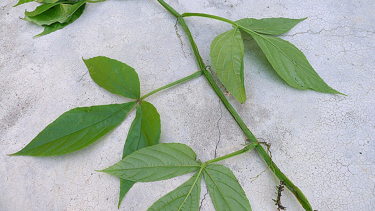 Cissus nobilis: Cissus nobilis Kuhlm.