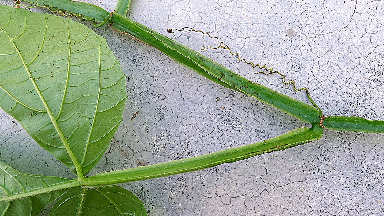 Cissus nobilis: Cissus nobilis Kuhlm.
