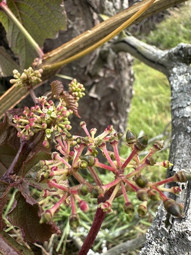 Cissus obliqua (Cissus obliqua)