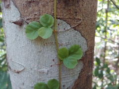 Spoonleaf treebine (Cissus obovata)
