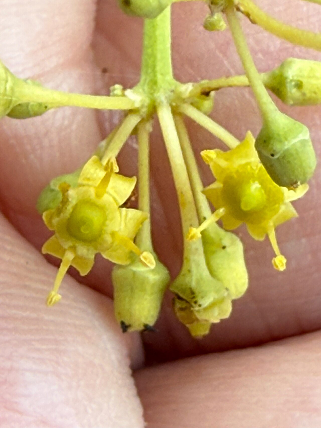 Cissus palmata: Cissus palmata in Argentina