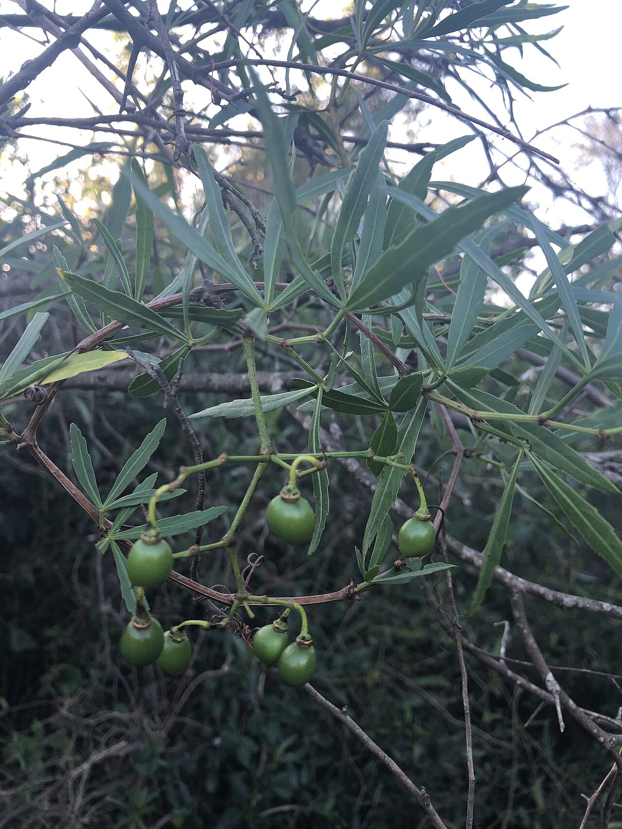 Cissus palmata: Cissus palmata