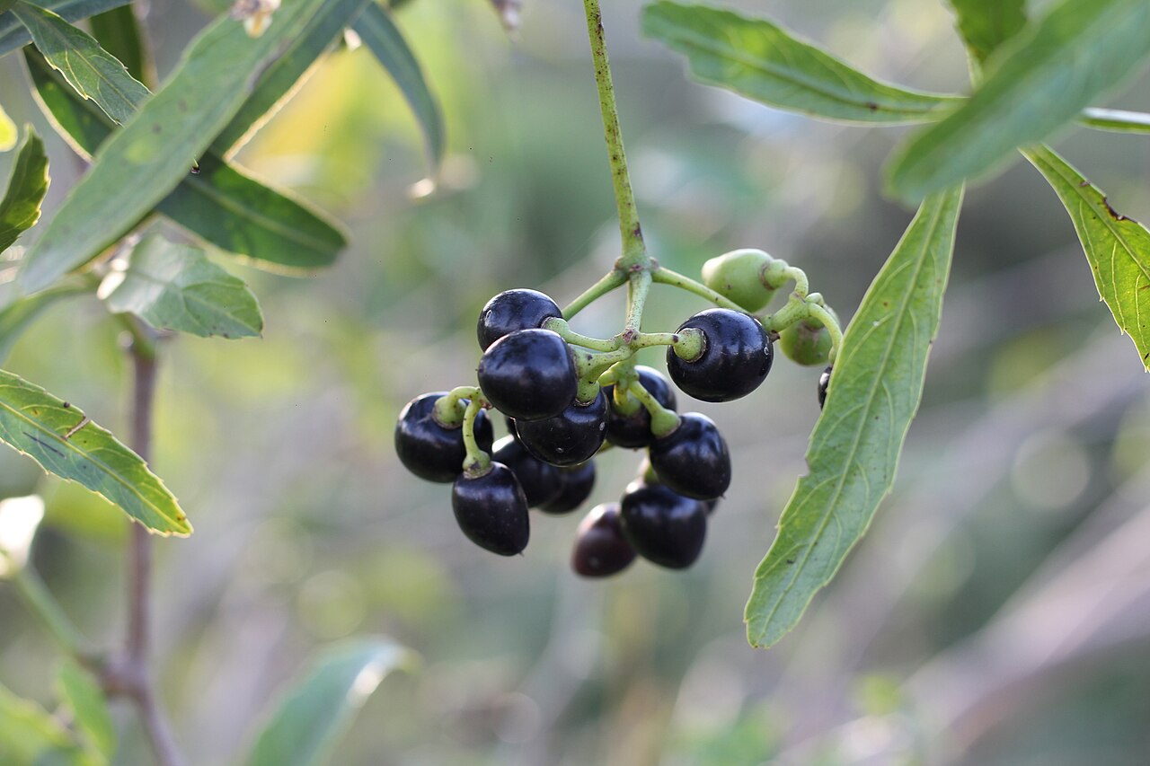 Cissus palmata: Cissus palmata in Argentina