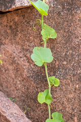 Cissus paniculata (Cissus paniculata)