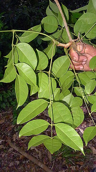 Cissus paullinifolia: Cissus paullinifolia Vell.