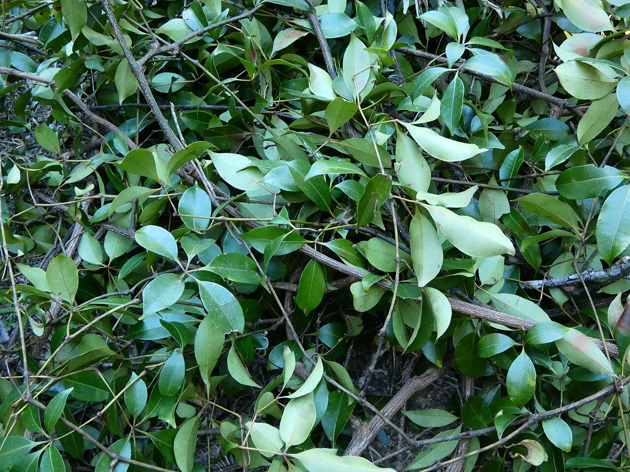 Cissus penninervis: A mass of Cissus penninervis brought to ground by a tree fall. Dindin National Park, Queensland.