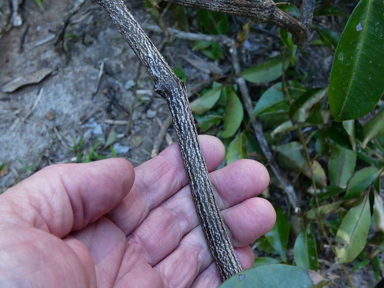 Cissus penninervis: A mass of Cissus penninervis brought to ground by a tree fall. Dindin National Park, Queensland.