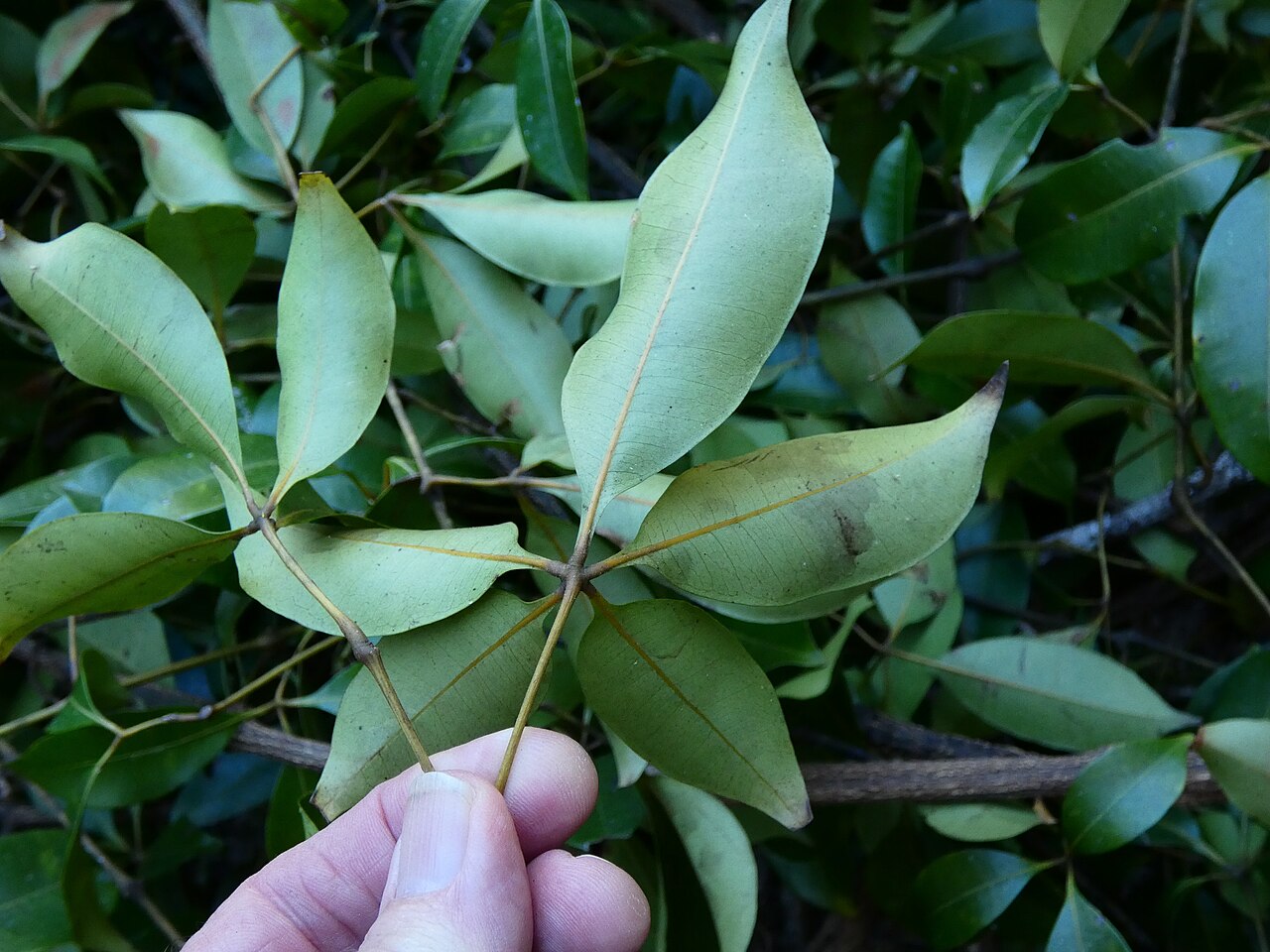 Cissus penninervis: A mass of Cissus penninervis brought to ground by a tree fall. Dindin National Park, Queensland.