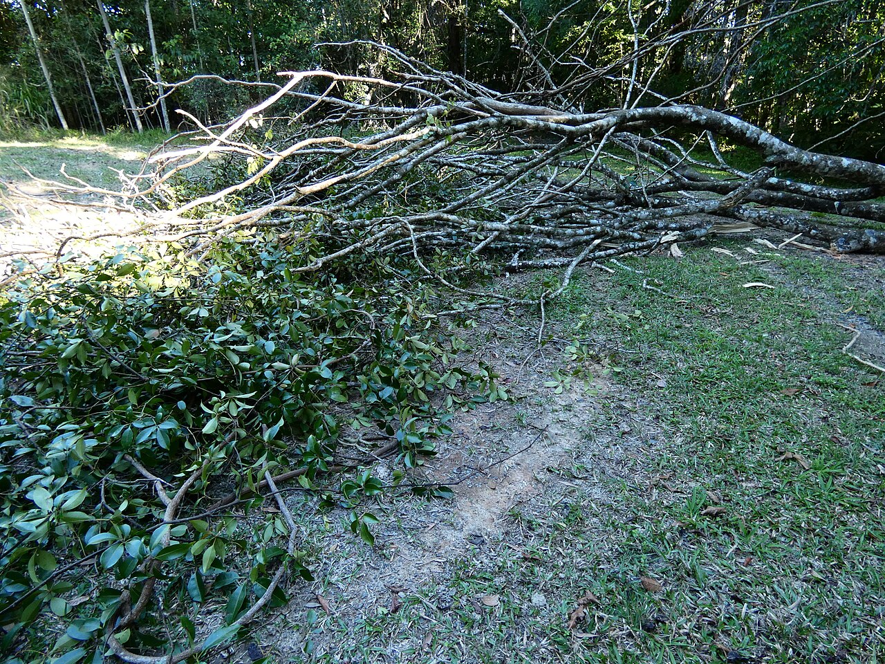 Cissus penninervis: A mass of Cissus penninervis brought to ground by a tree fall. Dindin National Park, Queensland.