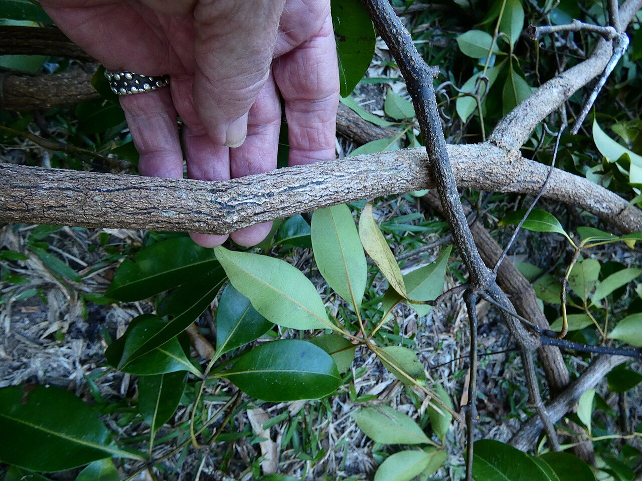 Cissus penninervis: A mass of Cissus penninervis brought to ground by a tree fall. Dindin National Park, Queensland.